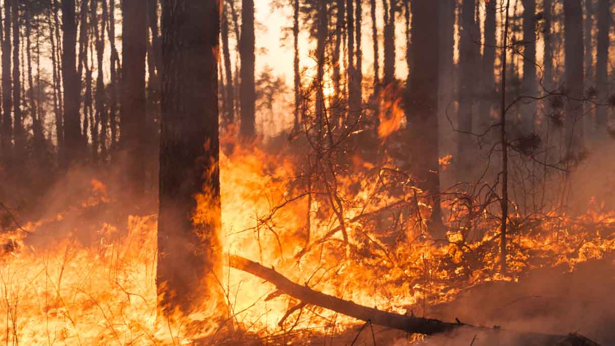Smart Solutions for Wildfire prevention