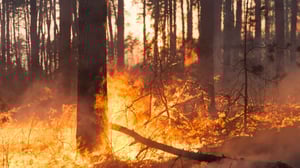 Smart Solutions for Wildfire prevention
