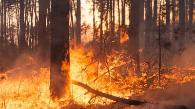 Preventing Wildfires, from Grazing to AI 