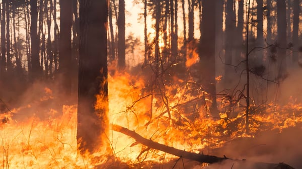 Active wildfire burning through a dense forest floor with orange flames and smoke surrounding tree trunks.