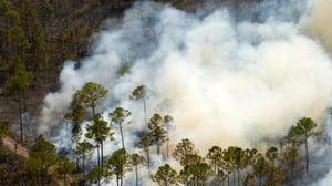 Aerial view of a wildfire with thick white smoke rising above a forest of green pine trees and scorched ground.