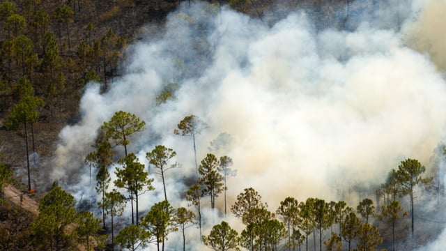 Alabama Forestry Commission Adopts OroraTech Satellite Wildfire Detection After 30,000-Acre Season