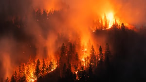 A massive wildfire burning through a dense pine forest on a hillside with thick orange smoke and bright flames