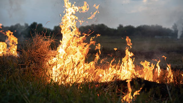 Wildfire flames burn dry grass and vegetation across an open field with trees in the background.