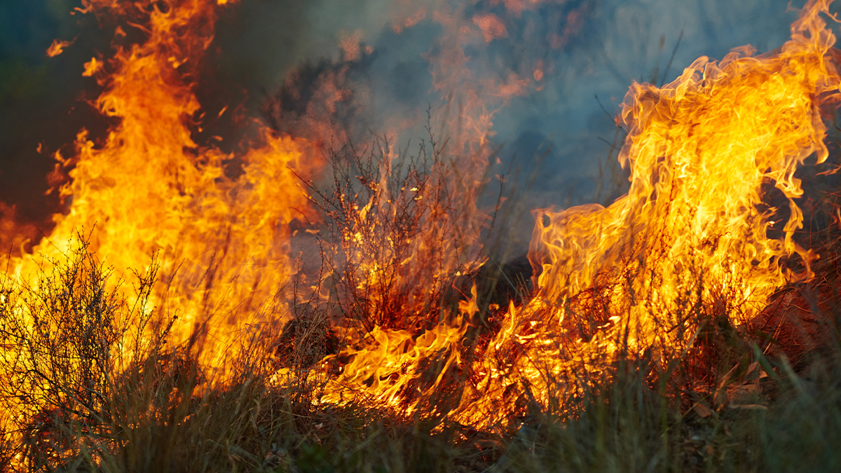 Close-up photograph of active wildfire flames consuming dry brush and grass with rising smoke
