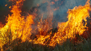 Close-up photograph of active wildfire flames consuming dry brush and grass with rising smoke