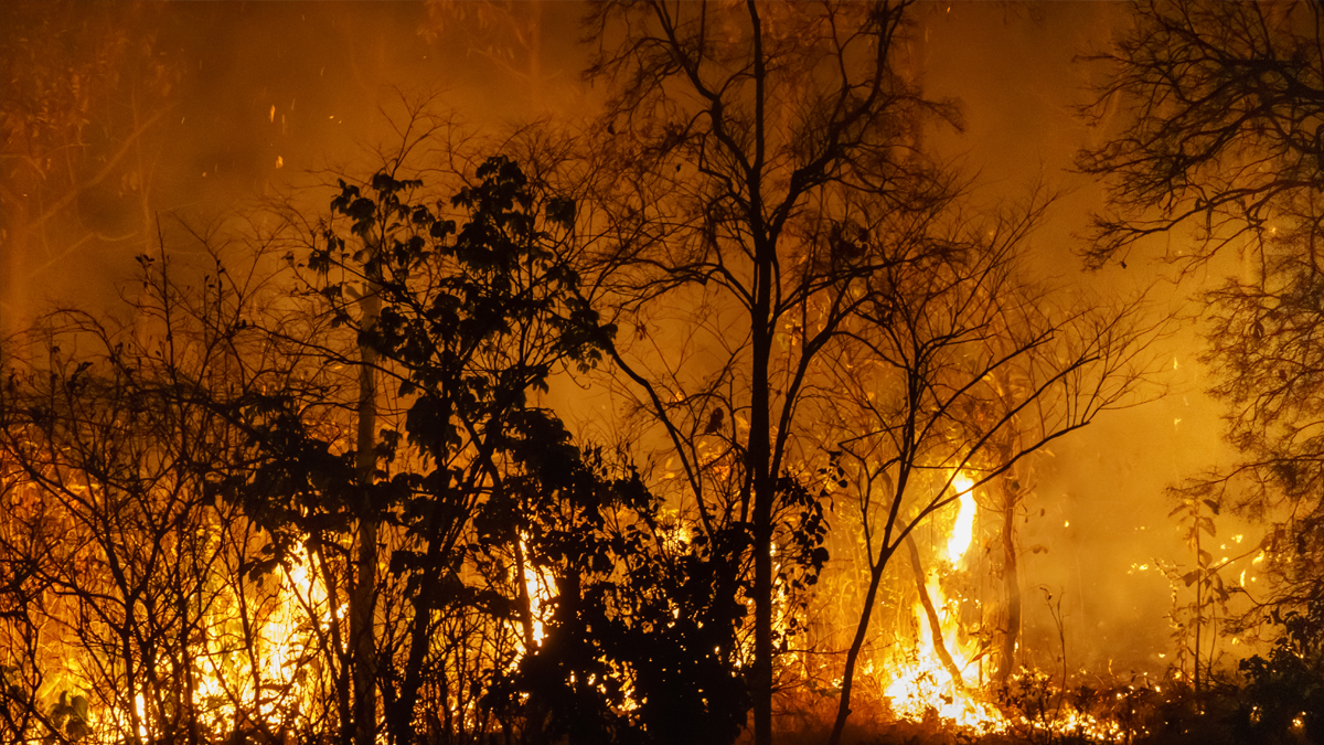 Silhouetted trees and dense vegetation burning in an intense forest wildfire at night.