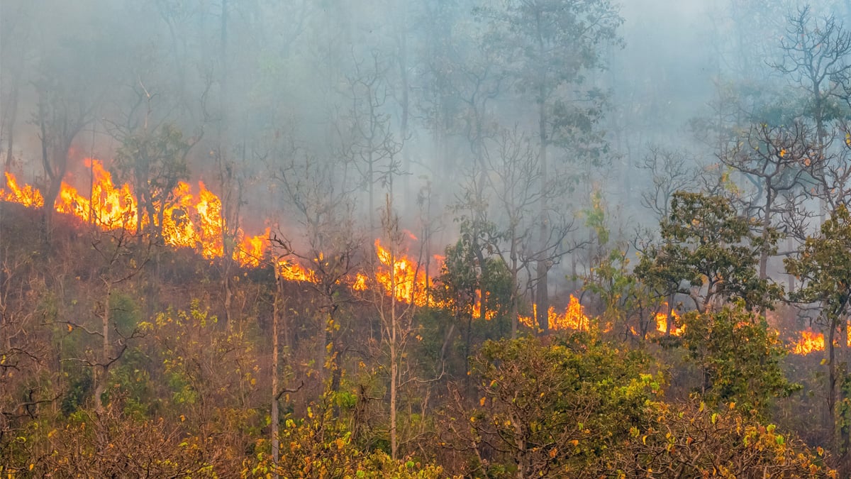 Wild fire in Croatia