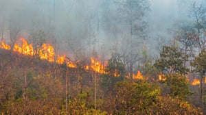 Wild fire in Croatia