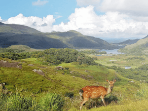 Biodiversity monitoring in Ireland by Green Belt