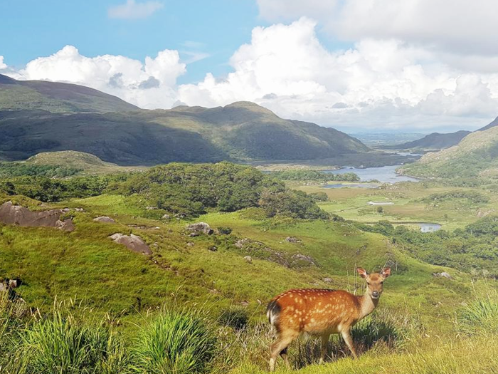 Biodiversity monitoring in Ireland by Green Belt