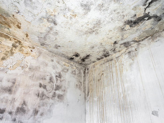 London Housing Mould and Damp on the wall