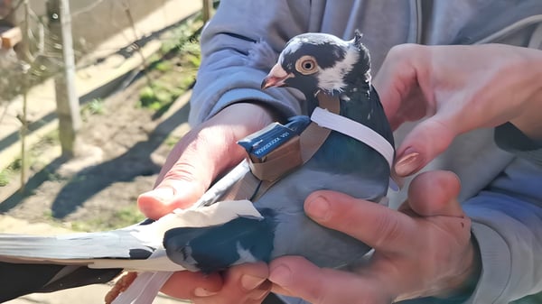 A person holds a pigeon wearing a small black electronic sensor strapped to its back with a white harness.