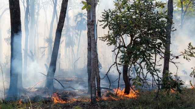 Victoria Adds 11 AI Bushfire Cameras To Seven-Unit Plantation Network In A$3.8M Programme