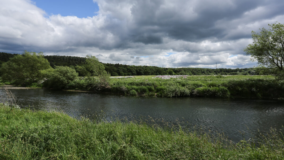 A river flows through a lush green landscape with tall grass and trees under a cloudy sky.