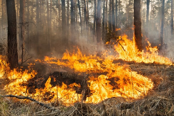 Forest fire progress in pine stands