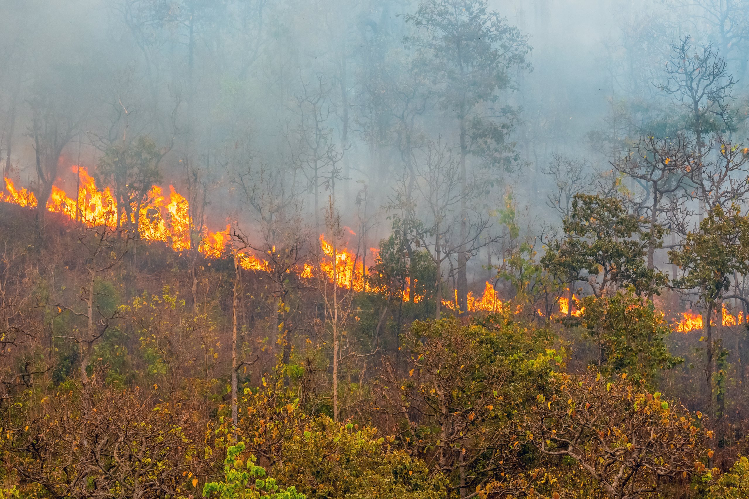Wildfire flames burning through a dense forest hillside with thick grey smoke rising above the trees.
