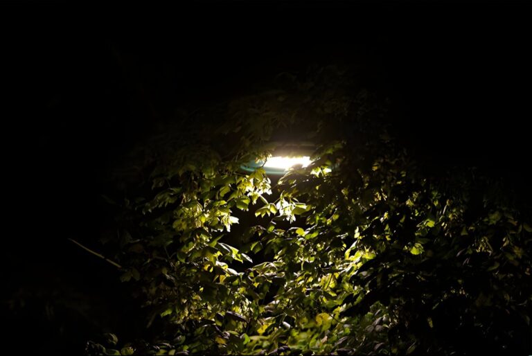 A street lamp illuminates green tree leaves from behind at night.
