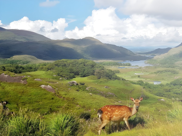 A spotted deer stands on a grassy hillside overlooking a valley with lakes and mountains under a cloudy sky.