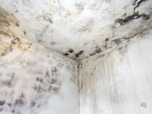 Extensive black and brown mold growth with water staining on a white indoor ceiling and corner walls.