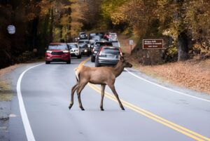 A female elk crosses a paved two-lane road in front of a line of stopped cars in a wooded autumnal setting.