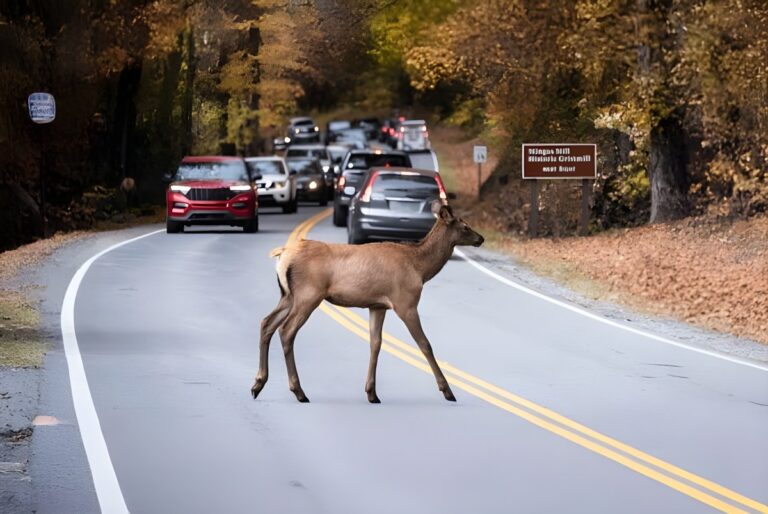 A female elk crosses a paved two-lane road in front of a line of stopped cars in a wooded autumnal setting.
