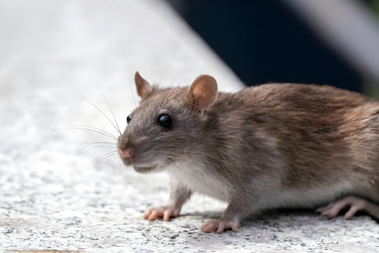 Close-up profile of a brown rat standing on a light-colored stone surface.